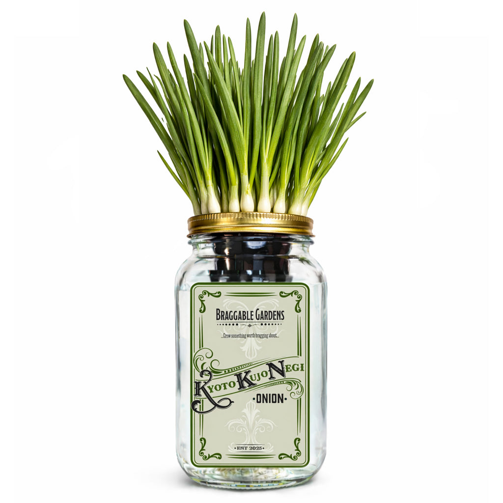 Kyoto Kujo Negi Japanese Green Onion Indoor Garden Kit image 0