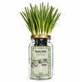 Kyoto Kujo Negi Japanese Green Onion Indoor Garden Kit image 0