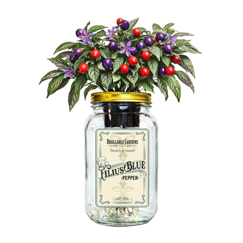 Filius Blue Pepper Indoor Garden Kit image 0