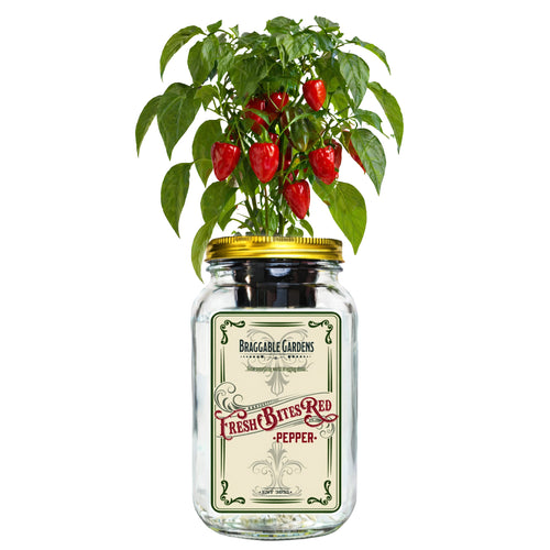 Fresh Bites Red Mini Bell Pepper Indoor Garden Kit image 0