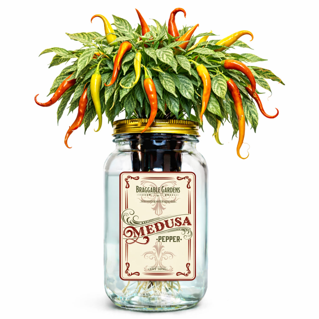 Medusa Pepper Indoor Garden Kit image 0