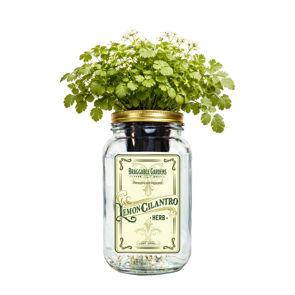 Lemon Cilantro Indoor Herb Garden Kit image 0