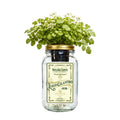 Lemon Cilantro Indoor Herb Garden Kit image 0