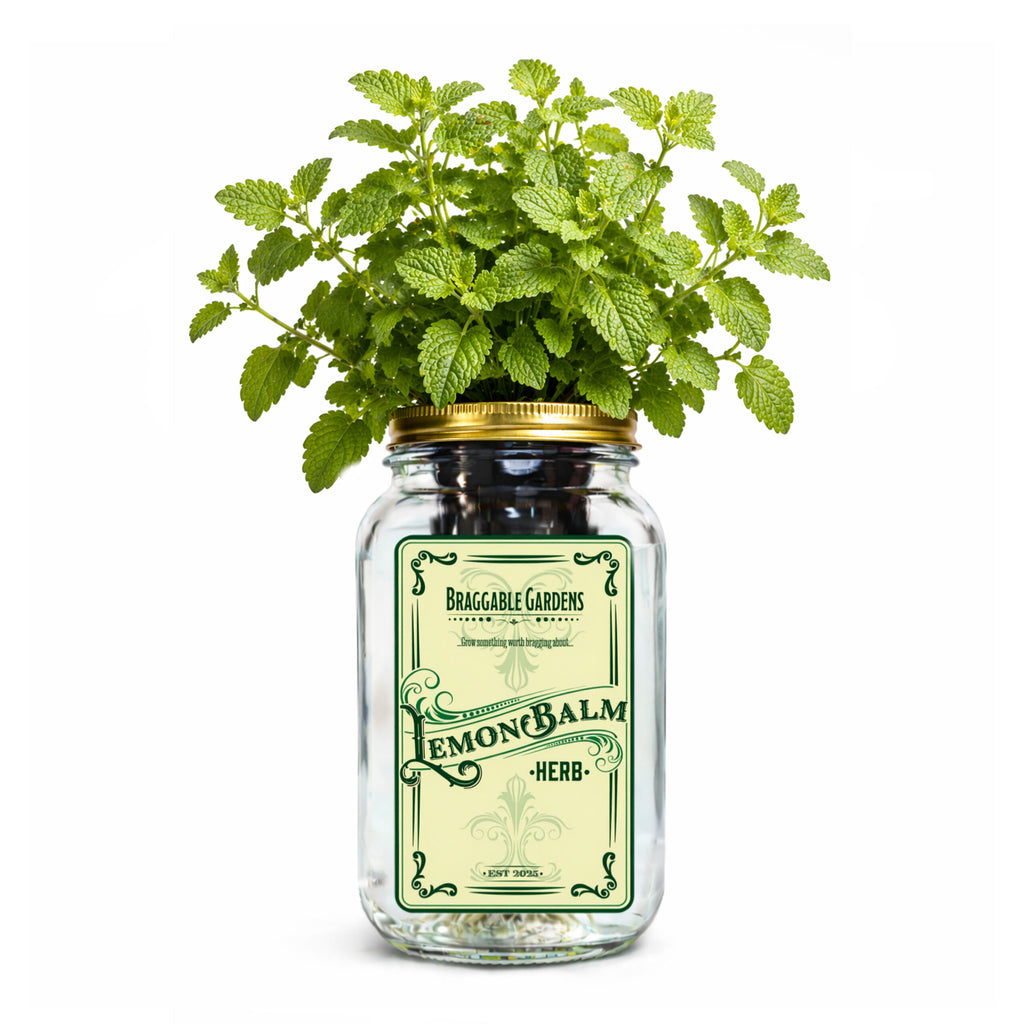 Lemon Balm Indoor Herb Garden Kit image 0