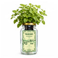 Lemon Balm Indoor Herb Garden Kit image 0