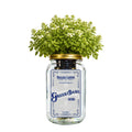 Greek Basil Indoor Herb Garden Kit image 0