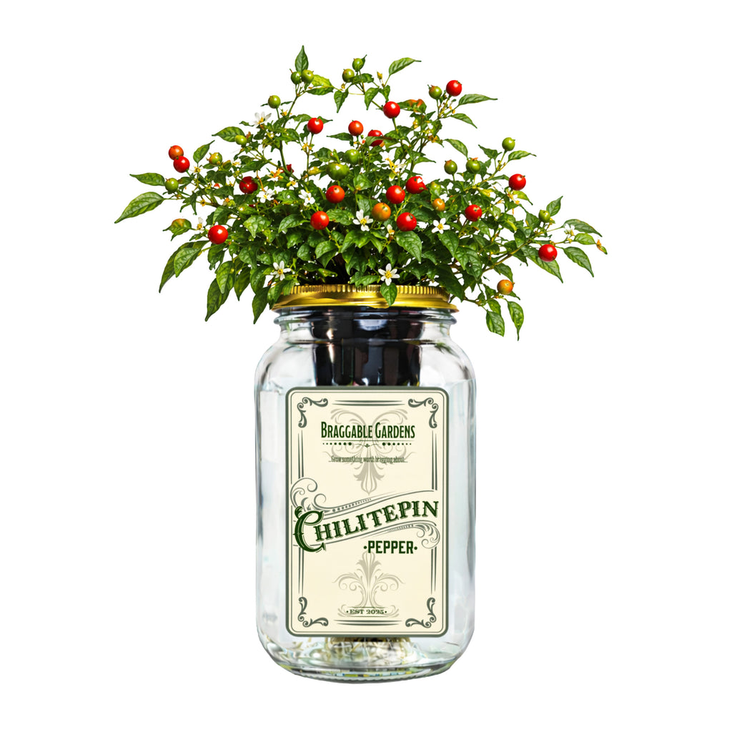 Chiltepin Pepper Indoor Garden Kit image 0