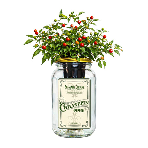 Chiltepin Pepper Indoor Garden Kit image 0